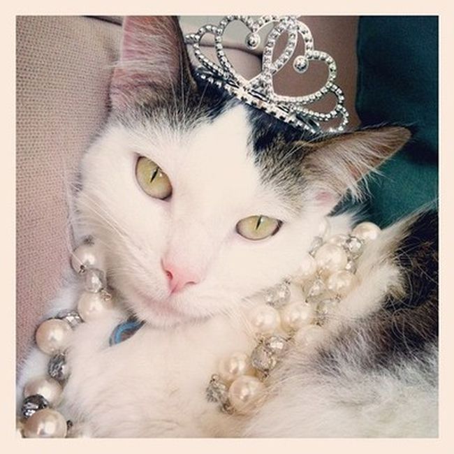 Rich Cats of Instagram (27 pics)