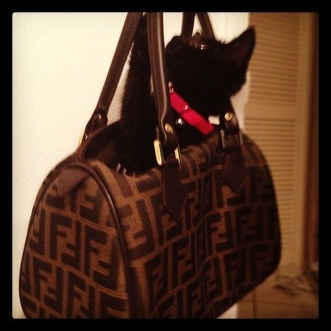 Rich Cats of Instagram (27 pics)