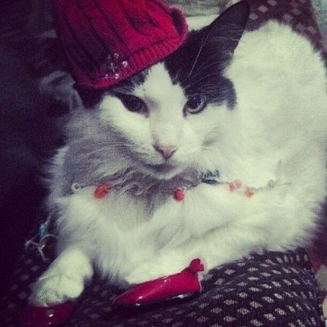 Rich Cats of Instagram (27 pics)