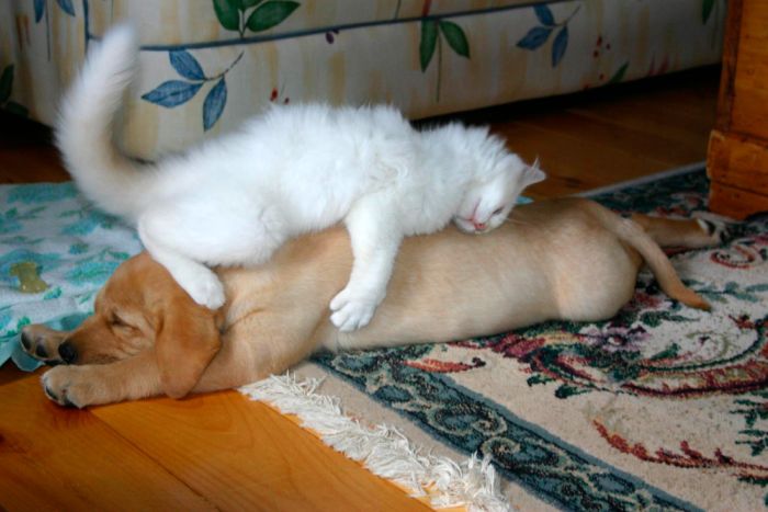 Acid Picdump (136 pics)