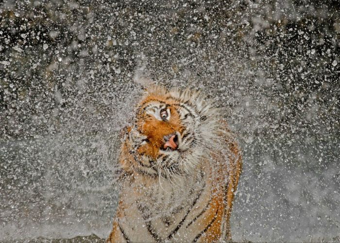 Acid Picdump (136 pics)