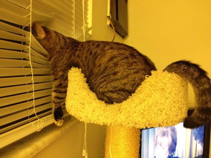 Acid Picdump (136 pics)