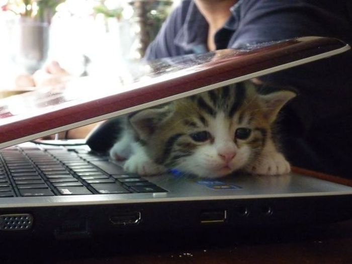 Acid Picdump (136 pics)