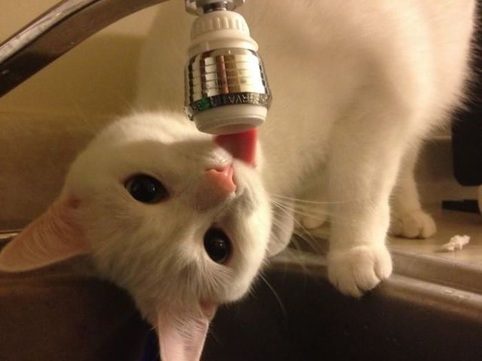 Acid Picdump (136 pics)