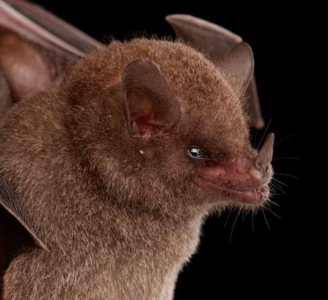 Diversity of Bats (50 pics)