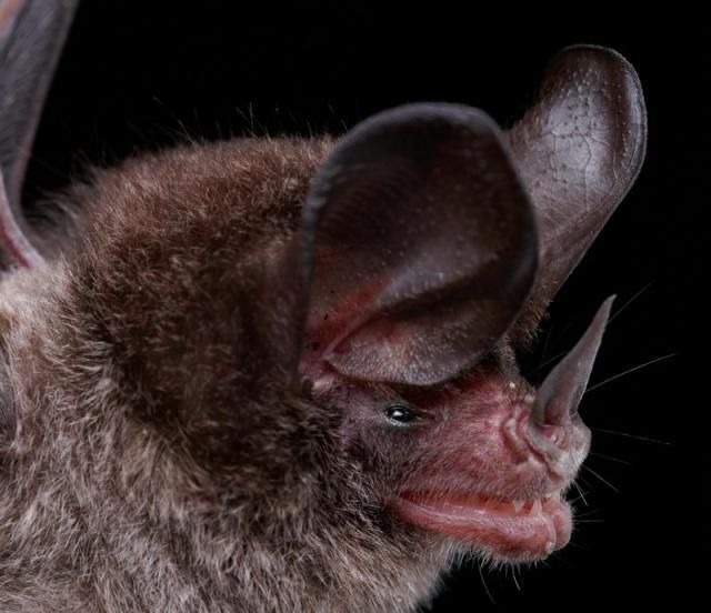 Diversity of Bats (50 pics)