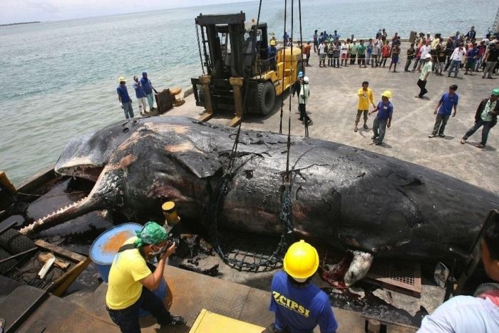 The Funeral of a Pregnant Sperm Whale (6 pics)