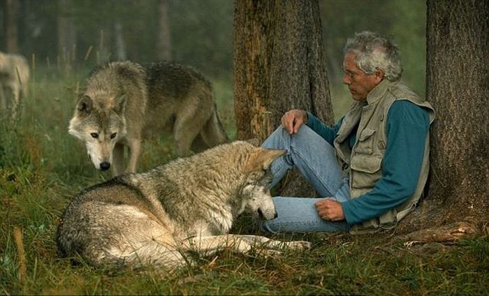 Living With Wolves (18 pics)