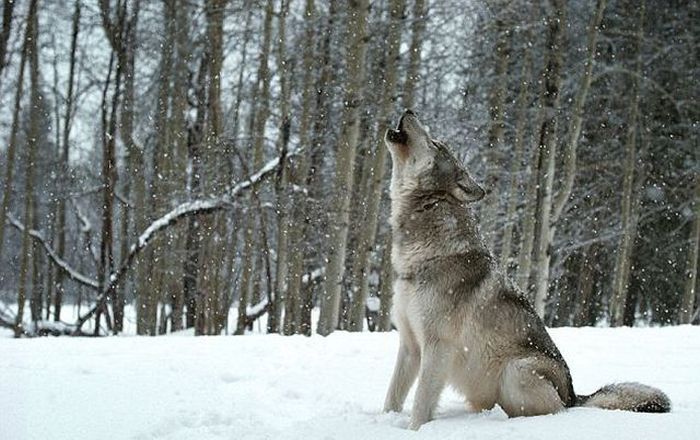 Living With Wolves (18 pics)