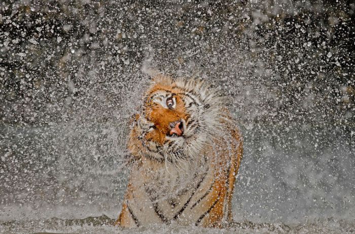 National Geographic Photo Contest 2012 (50 pics)