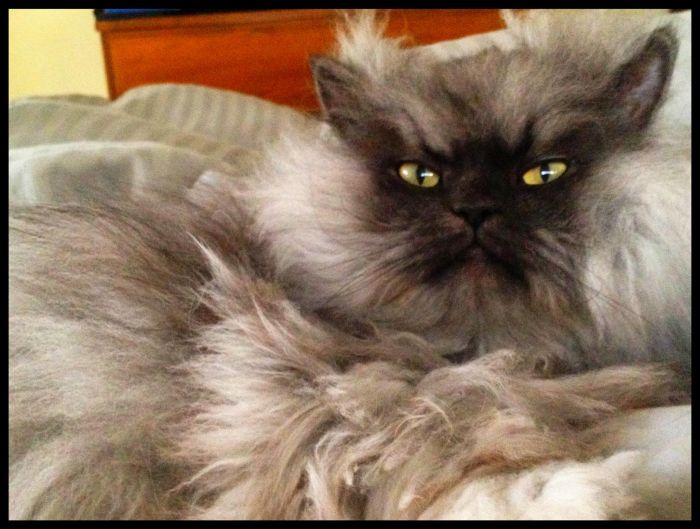 Colonel Meow is One Angry Cat (28 pics)