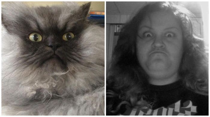 Colonel Meow is One Angry Cat (28 pics)