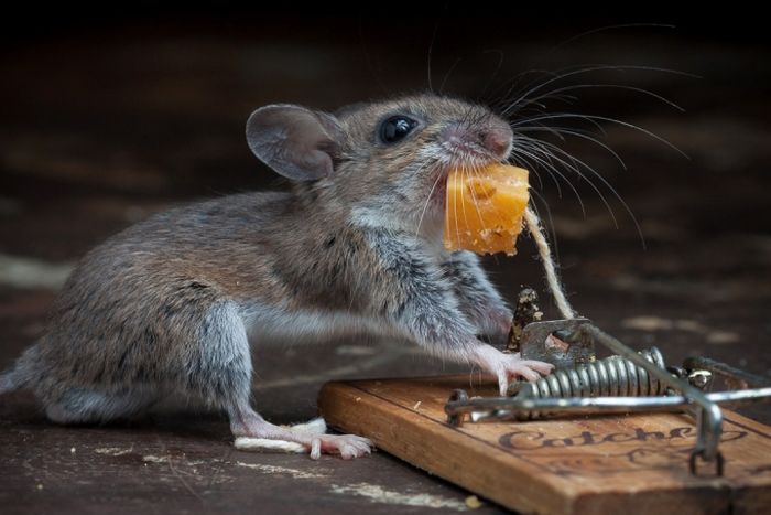 Brave Mouse and a Mousetrap (20 pics)