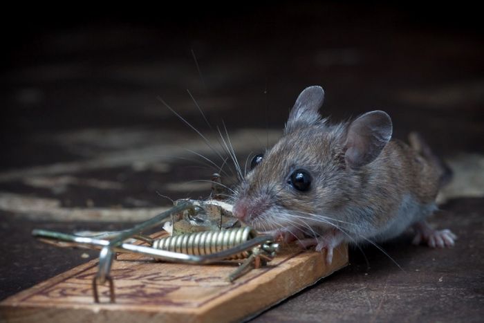 Brave Mouse and a Mousetrap (20 pics)
