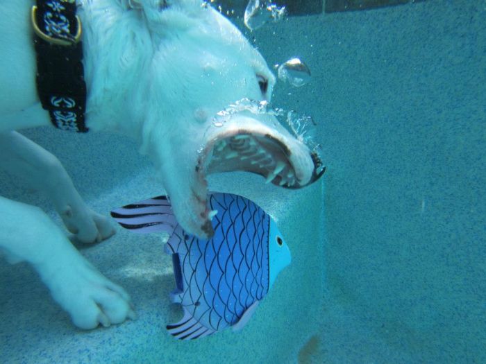 Underwater Dog (13 pics)
