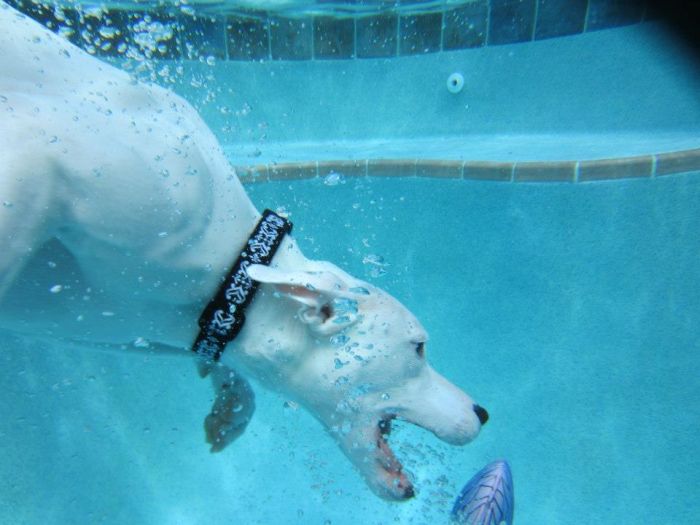 Underwater Dog (13 pics)