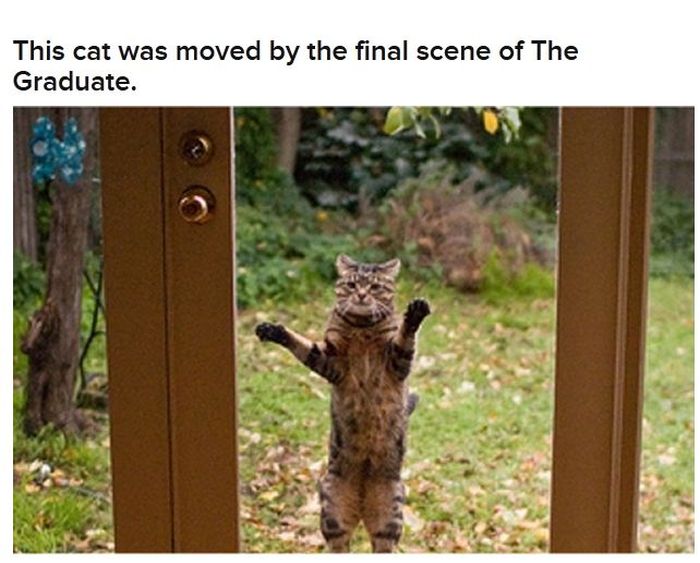 Cats Acting Out Their Favorite Movies (30 pics)