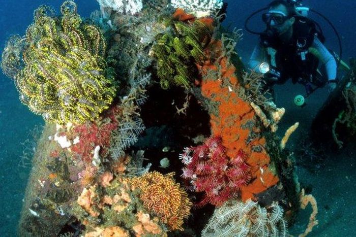 Artificial Reefs (29 pics)