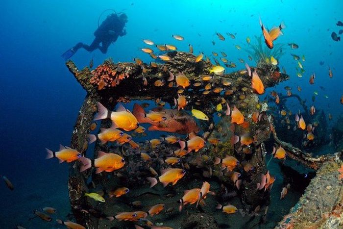 Artificial Reefs (29 pics)