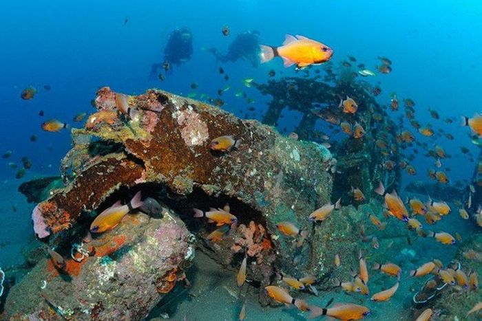 Artificial Reefs (29 pics)