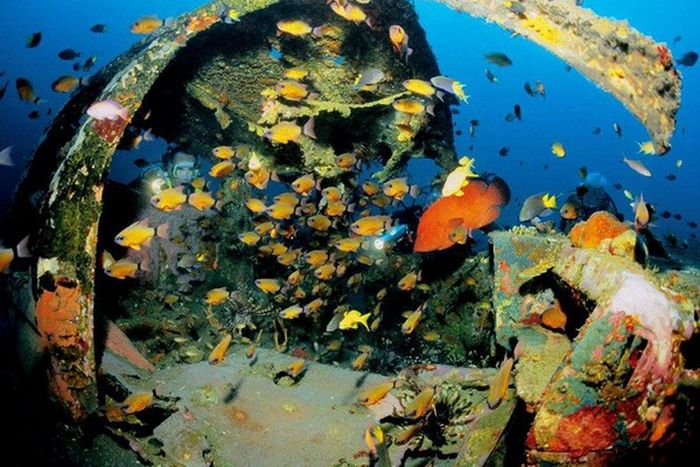 Artificial Reefs (29 pics)