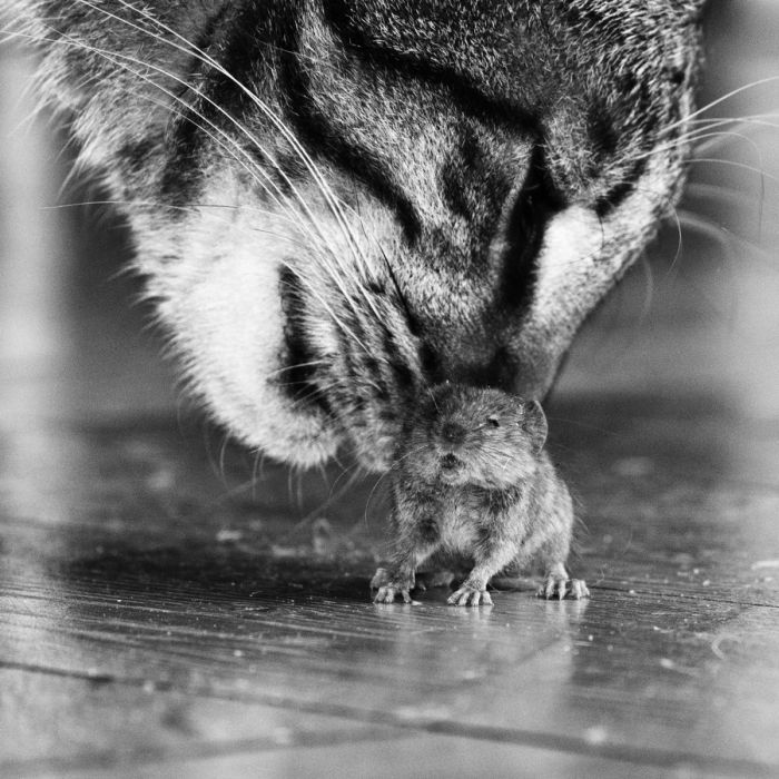 Cat and Mouse (6 pics)