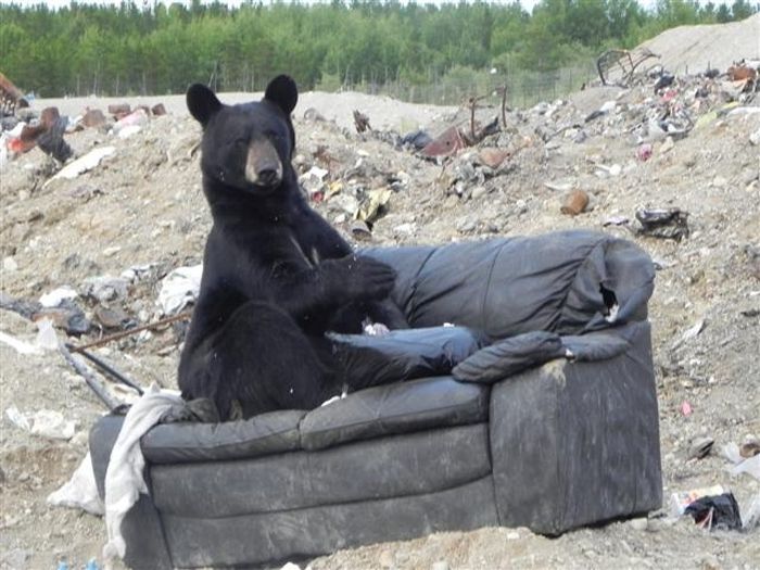 What Does a Bear Do When He Finds an Old Couch? (3 pics)