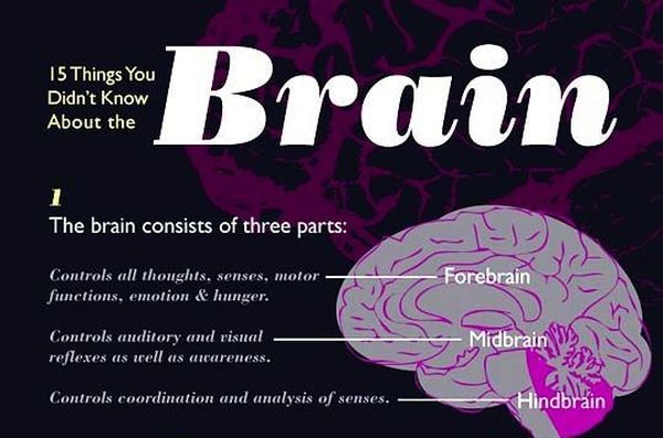 15 Things You Didn't Know About the Brain (1 pic)