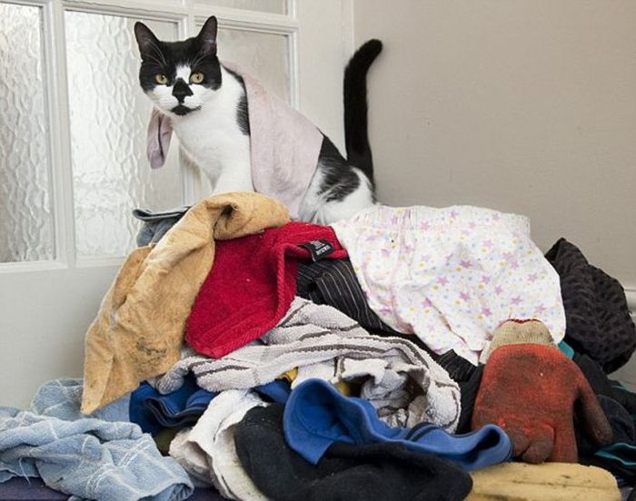 The Cat Who Steals Things from the Neighbors (7 pics)