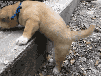 Acid Gifdump (15 gifs)