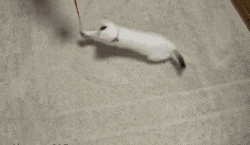 Acid Gifdump (15 gifs)