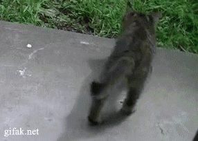 Acid Gifdump (20 gifs)