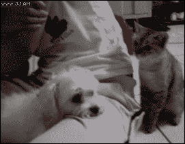 Acid Gifdump (20 gifs)