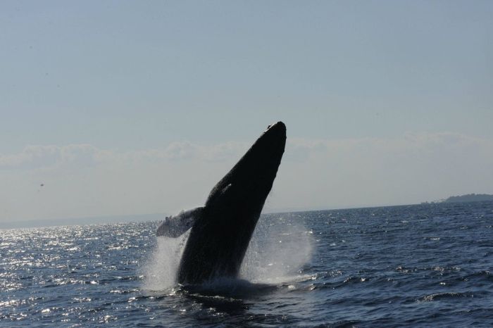 Jumping Whale (12 pics)