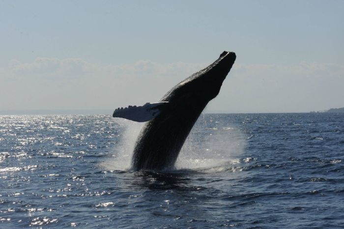 Jumping Whale (12 pics)