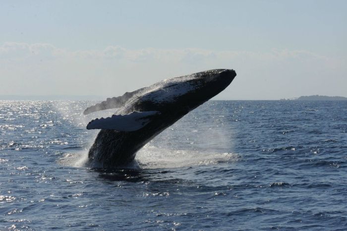 Jumping Whale (12 pics)