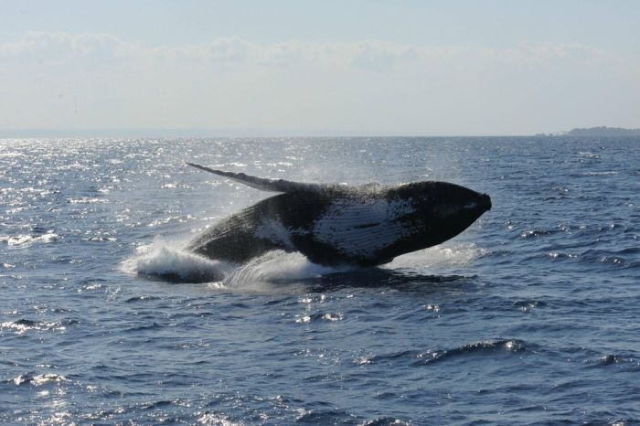 Jumping Whale (12 pics)