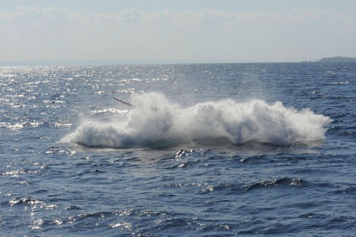 Jumping Whale (12 pics)