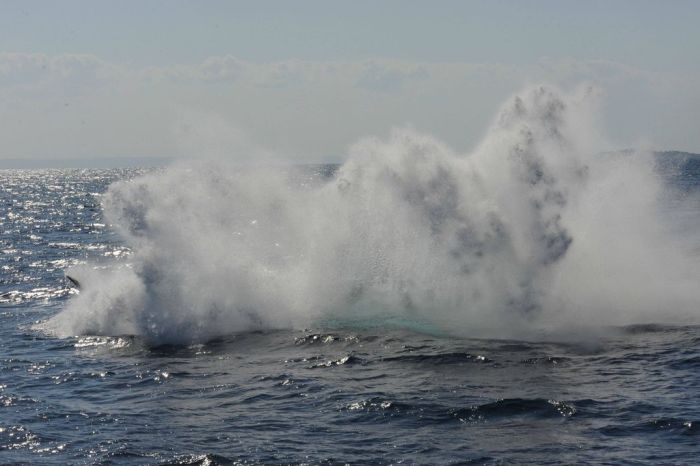 Jumping Whale (12 pics)
