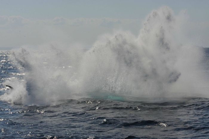 Jumping Whale (12 pics)
