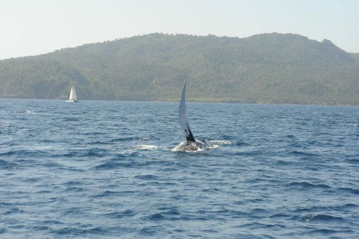 Jumping Whale (12 pics)