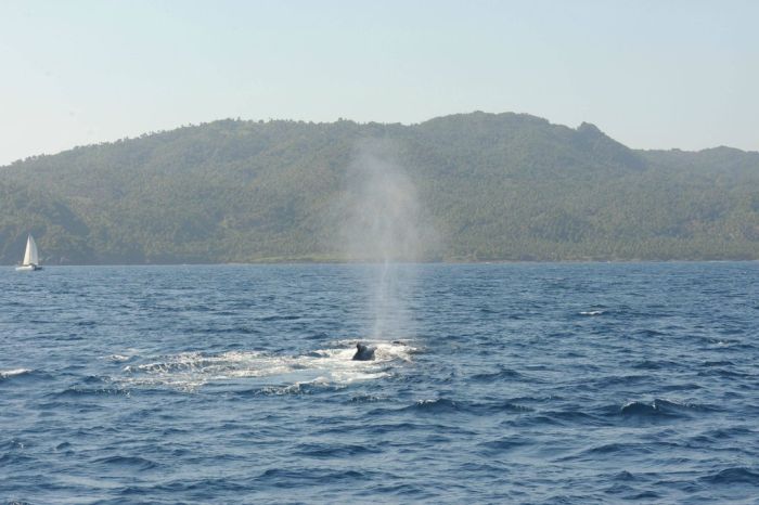 Jumping Whale (12 pics)