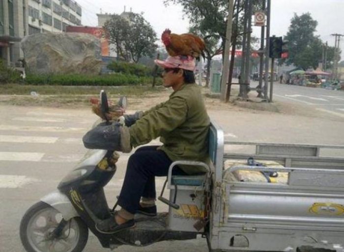 Chicken Transportation in China (3 pics)