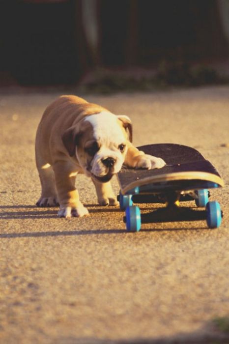 Our Best Friends (48 pics)