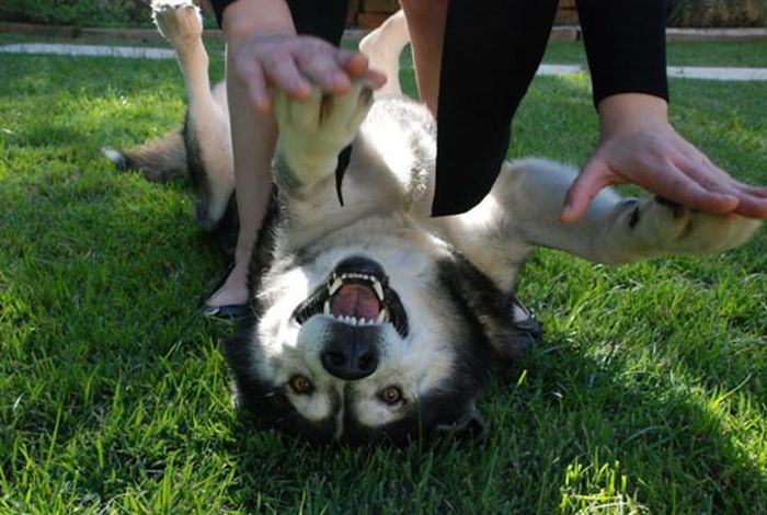 Our Best Friends (48 pics)
