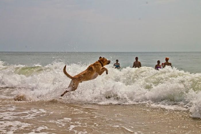 Our Best Friends (48 pics)