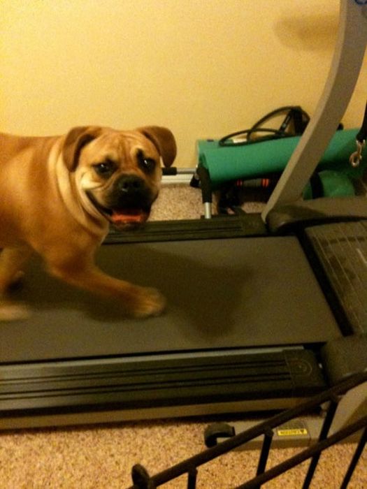 Our Best Friends (48 pics)