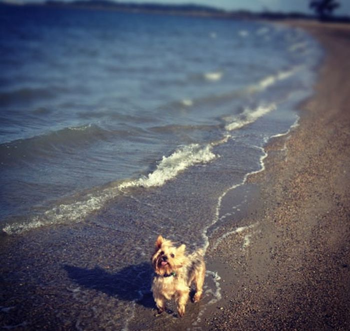 Our Best Friends (48 pics)