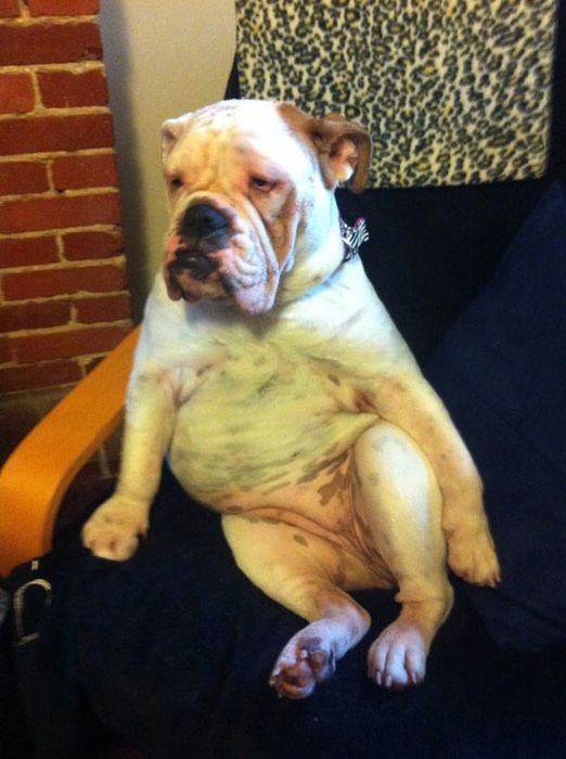 Our Best Friends (48 pics)