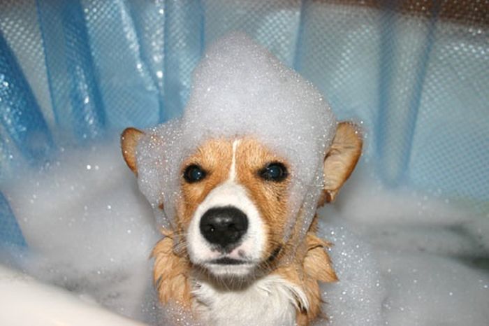 Our Best Friends (48 pics)